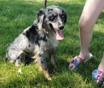 Small Miniature Australian Shepherd