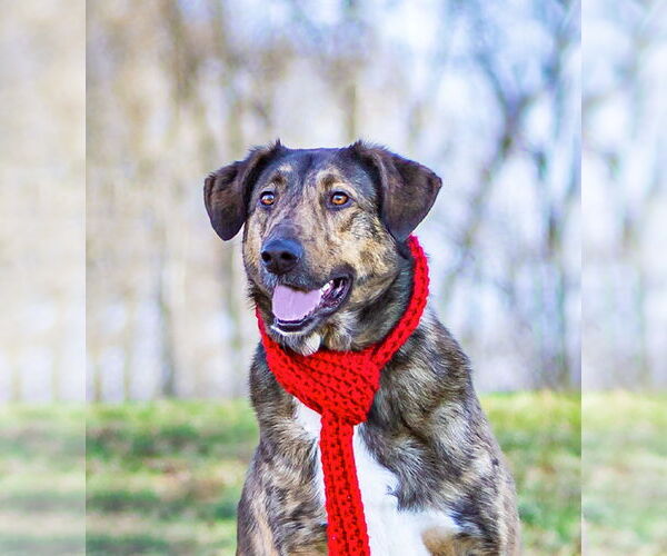 Medium Photo #15 Mutt Puppy For Sale in Unionville, PA, USA