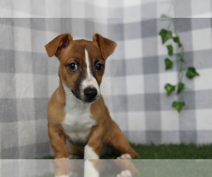 Jack Russell Terrier Puppy for sale in MARIETTA, GA, USA