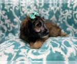 Small Photo #9 Aussiedoodle Miniature  Puppy For Sale in LAKELAND, FL, USA