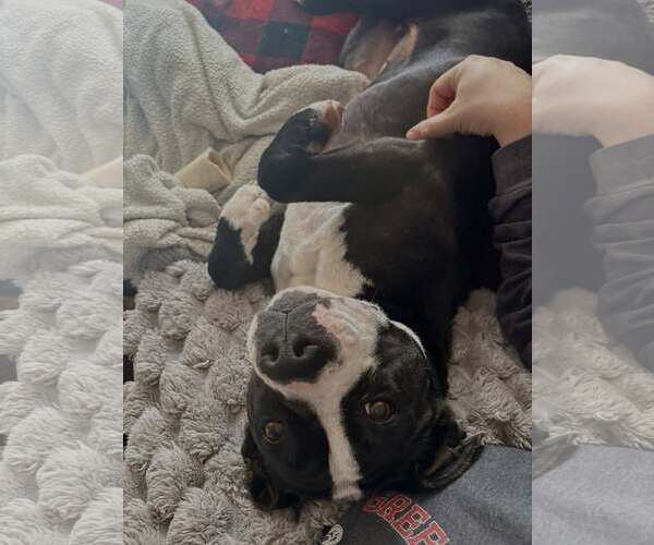 Medium Photo #3 Boxer-Unknown Mix Puppy For Sale in Dumont, NJ, USA