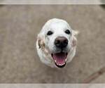 Small Photo #10 English Cream Golden Retriever Puppy For Sale in CITRUS HEIGHTS, CA, USA