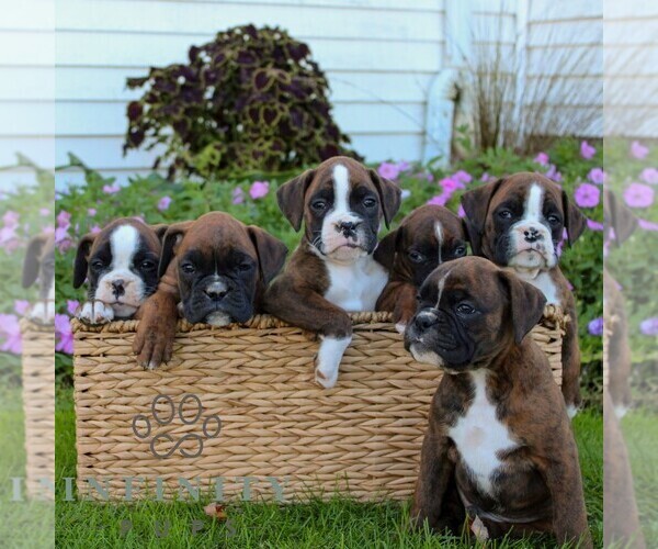 Medium Photo #2 Boxer Puppy For Sale in GORDONVILLE, PA, USA