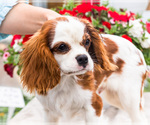 Small Photo #18 Cavalier King Charles Spaniel Puppy For Sale in WAKARUSA, IN, USA