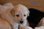 Small Photo #8 Goldendoodle Puppy For Sale in HUDSONVILLE, MI, USA