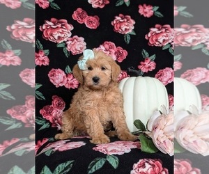 Miniature Labradoodle Puppy for Sale in QUARRYVILLE, Pennsylvania USA