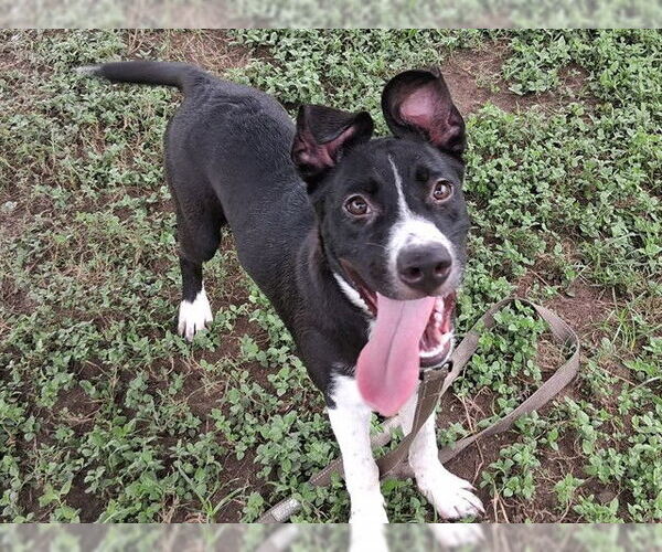 Medium Photo #2 American Pit Bull Terrier-Unknown Mix Puppy For Sale in Ocala, FL, USA