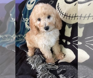 Goldendoodle (Miniature) Puppy for sale in SCOTTSVILLE, VA, USA