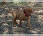 Small #1 Vizsla