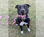 Small #1 Labrador Retriever Mix