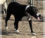 Lucy - Female Border Collie-Unknown Mix Dog for Adoption - Small photo