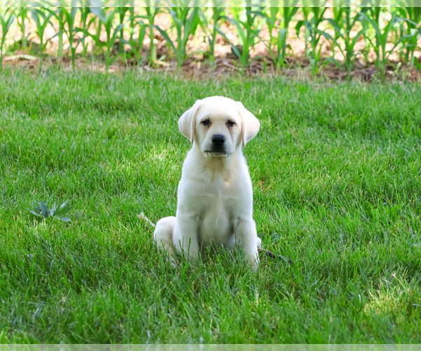 Medium Photo #3 Labrador Retriever Puppy For Sale in SYRACUSE, IN, USA