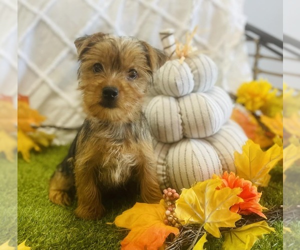 Medium Photo #1 Yorkshire Terrier Puppy For Sale in CINCINNATI, OH, USA