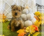 Small Photo #1 Yorkshire Terrier Puppy For Sale in CINCINNATI, OH, USA