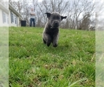 Small Photo #5 Labrador Retriever Puppy For Sale in WARDENSVILLE, WV, USA