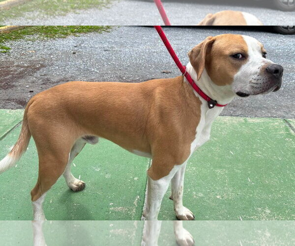 Medium Photo #9 Boxer-Unknown Mix Puppy For Sale in Rustburg, VA, USA
