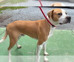 Small #8 Boxer Mix
