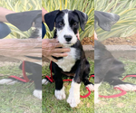 Small German Wirehaired Pointer Mix