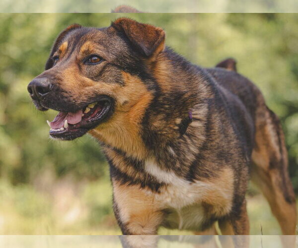 Medium Photo #4 Mutt Puppy For Sale in Rustburg, VA, USA