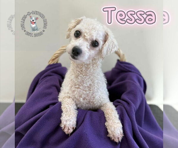 Medium Photo #6 Bichon Frise Puppy For Sale in Omaha, NE, USA