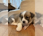 Small #14 Pembroke Welsh Corgi