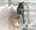 Small #21 Chihuahua