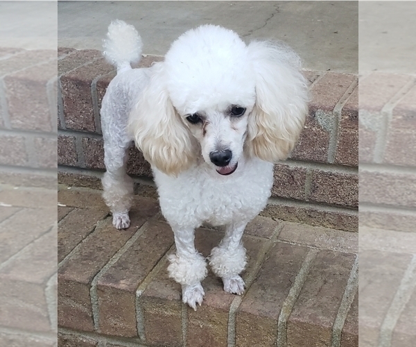 Medium Photo #1 Poodle (Toy) Puppy For Sale in WINSTON SALEM, NC, USA