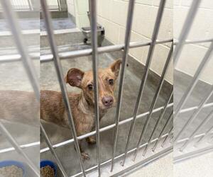 Chihuahua-Unknown Mix Dogs for adoption in Upland, CA, USA