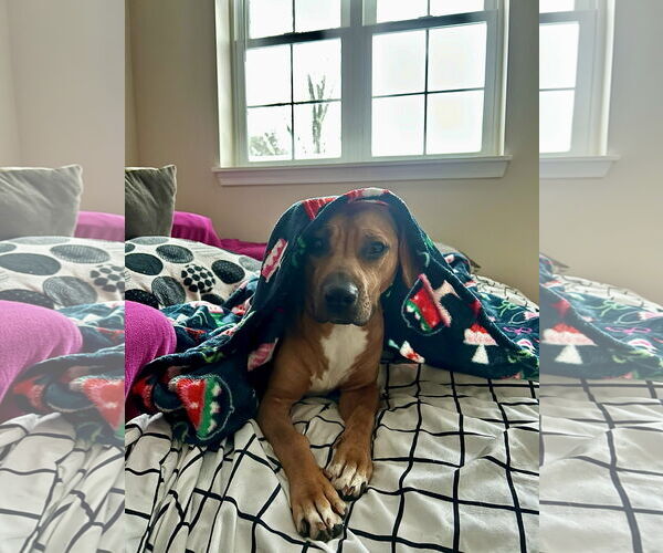 Medium Photo #4 Doxle Puppy For Sale in Rockaway, NJ, USA