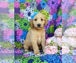 Miniature Labradoodle Puppy for sale in STEVENS, PA, USA