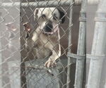 Small #2 American Pit Bull Terrier Mix