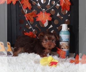 Yorkshire Terrier Puppy for sale in MOUNT VERNON, OH, USA