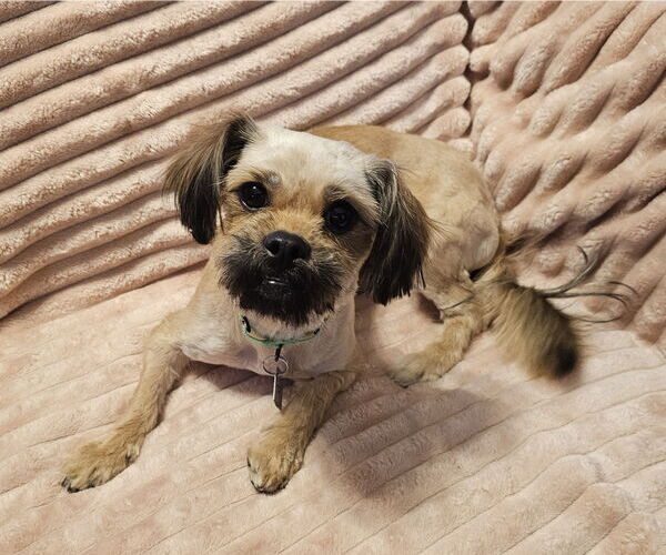 Medium Photo #1 Shiranian Puppy For Sale in Oakhurst, NJ, USA