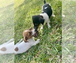 Small Photo #31 Jack Russell Terrier Puppy For Sale in FORT PIERCE, FL, USA