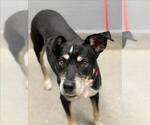 LIZ - Female Labrador Retriever-Unknown Mix Dog for Adoption - Small photo