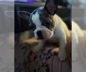 French Bulldog Litter for sale in COLORADO SPRINGS, CO, USA