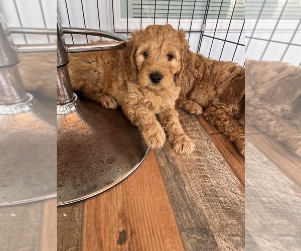 Medium Photo #4 Goldendoodle Puppy For Sale in MIAMI, FL, USA