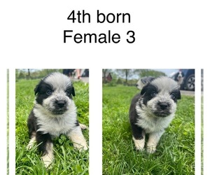 Maltese Puppy for sale in VALATIE, NY, USA