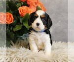 Small #6 Bernese Mountain Dog-Cavalier King Charles Spaniel Mix