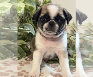 Medium Pug