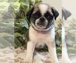 Puppy Sammie Adams Pug