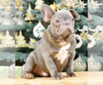 Small Photo #2 French Bulldog Puppy For Sale in BENSALEM, PA, USA