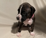 Puppy 4 Boxer-Bullmastiff Mix