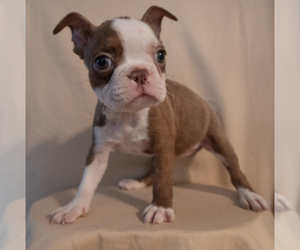 Boston Terrier Puppy for Sale in FRESNO, California USA