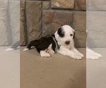 Spot - Male Portuguese Water Dog Puppy for Sale - Photo #7