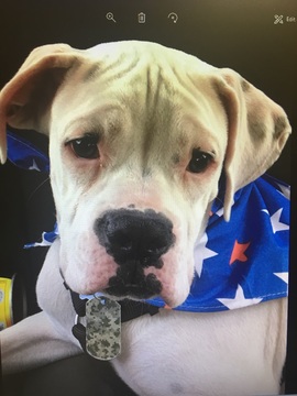 Medium Photo #1 Boxer Puppy For Sale in LAREDO, TX, USA