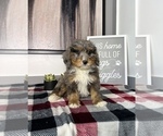 Small Photo #9 Bernedoodle (Miniature) Puppy For Sale in FRANKLIN, IN, USA