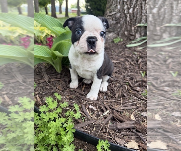 Medium Photo #2 Boston Terrier Puppy For Sale in FREDONIA, KS, USA