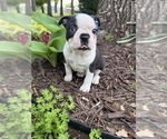 Small #1 Boston Terrier