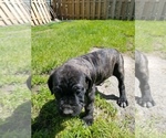 Small Photo #26 Mastiff Puppy For Sale in FULTON, NY, USA